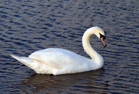 Walking (SWANS)